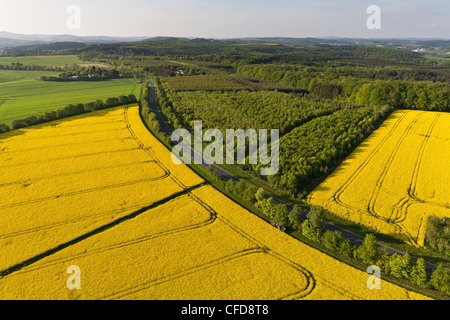 Vista aerea della fioritura canola field, Eifel, Renania Palatinato, Germania, Europa Foto Stock