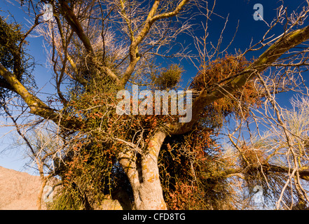 Blue Palo Verde albero, Parkinsonia florida (Cercidium floridum), infestate da deserto vischio, Phoradendron californicum Foto Stock