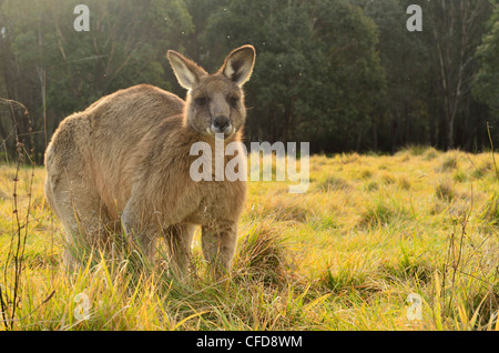 Grigio orientale canguro, Geehi, Kosciuszko National Park, New South Wales, Australia Pacific Foto Stock