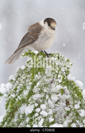 Gray Jay (Perisoreus canadensis) appollaiato su un ramo vicino a Mount Washington, BC, Canada. Foto Stock