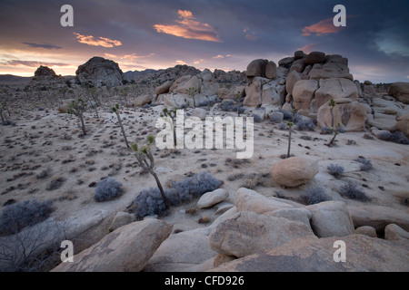 Paesaggio, Joshua Tree National Park, California, Stati Uniti d'America, Foto Stock