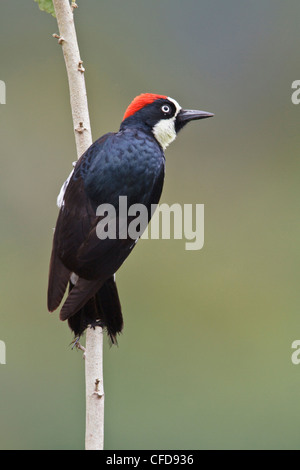 Acorn Woodpecker (Melanerpes formicivorus) appollaiato su un ramo in Costa Rica. Foto Stock