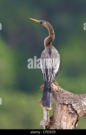 Anhinga (Anhinga anhinga) appollaiato su un ramo in Costa Rica. Foto Stock