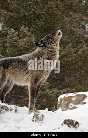 Captive lupo (Canis lupus) ululati nella neve, vicino a Bozeman, Montana, Stati Uniti d'America, Foto Stock