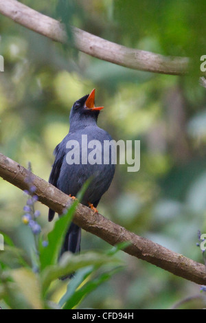 Nero-di fronte Solitaire (Myadestes melanops) appollaiato su un ramo in Costa Rica. Foto Stock