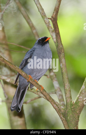 Nero-di fronte Solitaire (Myadestes melanops) appollaiato su un ramo in Costa Rica. Foto Stock