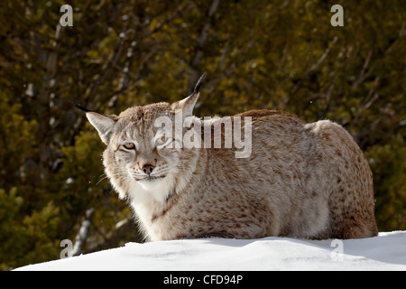 Captive siberiano (Lynx lynx eurasiatica) (Lynx lynx) nella neve, vicino a Bozeman, Montana, Stati Uniti d'America, Foto Stock