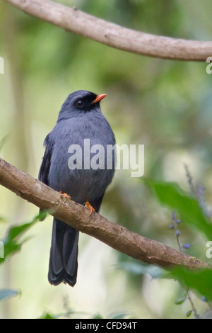 Nero-di fronte Solitaire (Myadestes melanops) appollaiato su un ramo in Costa Rica. Foto Stock