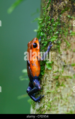 Strawberry Poison Dart Frog appollaiato su un ramo in Costa Rica. Foto Stock