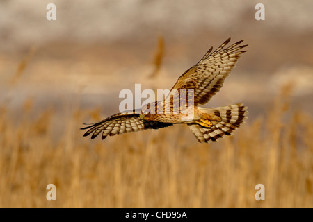 Femmina harrier settentrionale (Circus cyaneus) in volo mentre la caccia, Farmington Bay, Utah, Stati Uniti d'America, Foto Stock