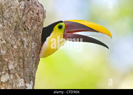 Chestnut-mandibled Toucan (Ramphastos swainsonii) appollaiato su un ramo in Costa Rica. Foto Stock