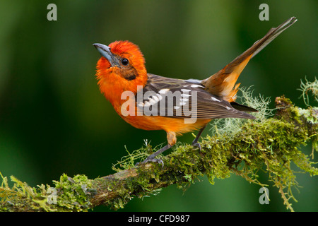 Fiamma Tanager colorati (Piranga bidentata) appollaiato su un ramo in Costa Rica. Foto Stock