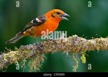 Fiamma Tanager colorati (Piranga bidentata) appollaiato su un ramo in Costa Rica. Foto Stock