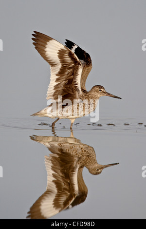 Willet (Tringa semipalmata) in allevamento piumaggio stretching le sue ali, Antelope Island State Park, Utah, Stati Uniti d'America Foto Stock