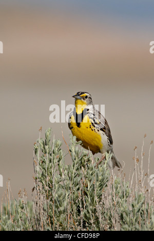 Western meadowlark (Sturnella neglecta), Antelope Island State Park, Utah, Stati Uniti d'America, Foto Stock