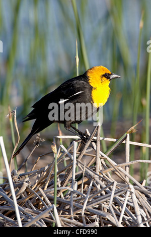 Maschio giallo capo-merlo (Xanthocephalus xanthocephalus), Bear fiume uccello migratore rifugio, Utah, Stati Uniti d'America Foto Stock