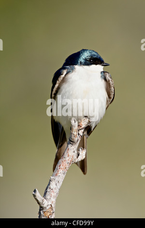 Tree swallow (Tachycineta bicolore), vicino a Oliver, British Columbia, Canada, Foto Stock