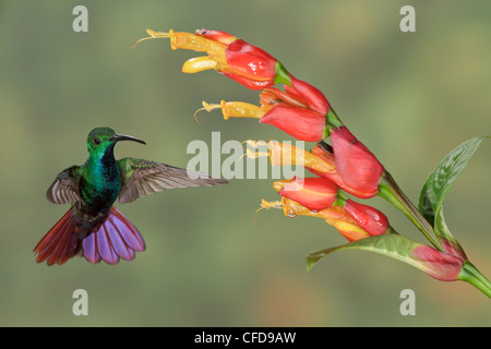 Verde-breasted Mango (Anthracothorax prevostii) battenti e alimentando ad un fiore in Costa Rica. Foto Stock