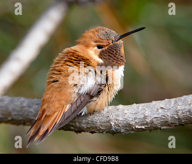 Rufous hummingbird (Selasphorus rufus), nei pressi di Nanaimo nella British Columbia, Canada, Foto Stock