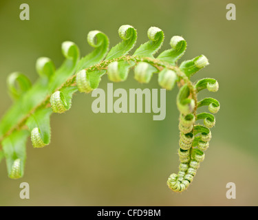 Western spada fern (Polystichum munitum) suggerimento, Cattedrale Grove, MacMillan Parco Provinciale, British Columbia, Canada Foto Stock