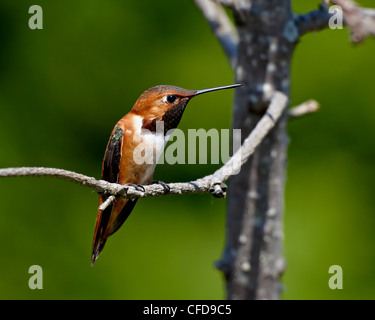 Rufous hummingbird (Selasphorus rufus), vicino Saanich, British Columbia, Canada, Foto Stock