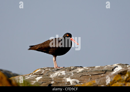 American,oystercatcher (nero oystercatcher) (Haematopus bachmani), Mandarte Isola, British Columbia, Canada Foto Stock