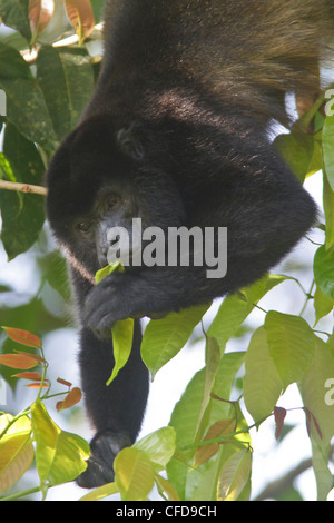 Scimmia urlatrice, genere Alouatta, mangiare le foglie in una struttura ad albero nella foresta pluviale del Costa Rica. Foto Stock