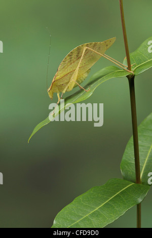 Katydid appollaiato su un ramo in Costa Rica. Foto Stock