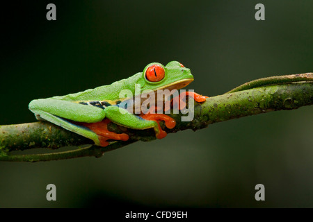 Red-eyed Raganella appollaiato su un ramo in Costa Rica. Foto Stock