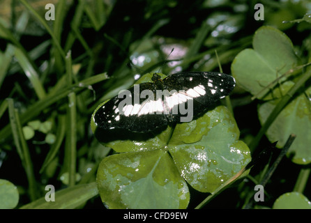 Bianco punteggiato di crescent butterfly (Eresia ofella: Nymphalidae) nella foresta pluviale, Trinidad Foto Stock