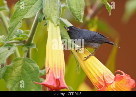 Slaty Flowerpiercer (Diglossa plumbea) alimentazione su un fiore in Costa Rica. Foto Stock