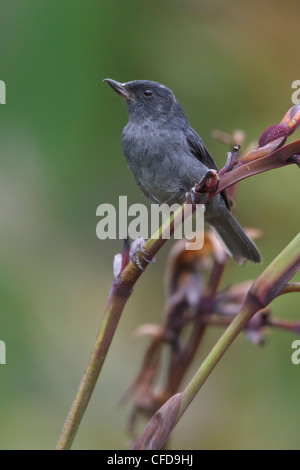 Slaty Flowerpiercer (Diglossa plumbea) alimentazione su un fiore in Costa Rica. Foto Stock