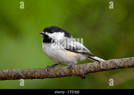 Nero-capped Luisa (Poecile atricapillus), Wasilla, Alaska, Stati Uniti d'America, Foto Stock