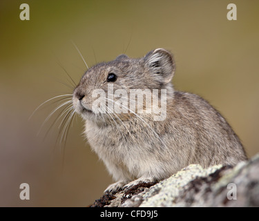 Acciuffato pika (Ochotona collaris), Hatcher Pass, Alaska, Stati Uniti d'America, Foto Stock