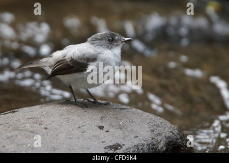 Torrent Tyrannulet (Serpophaga cinerea) alimentazione lungo un fiume in Costa Rica. Foto Stock