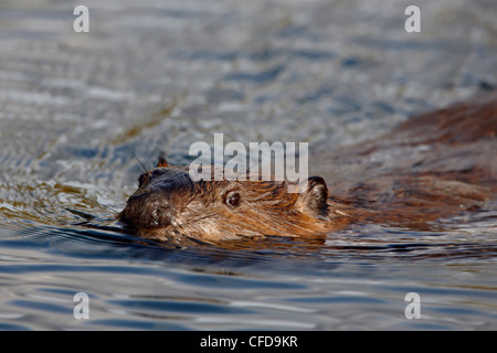 Castoro (Castor canadensis) nuoto, Parco Nazionale e Riserva di Denali, Alaska, Stati Uniti d'America, Foto Stock