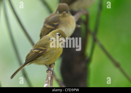 Flycatcher giallastro (Empidonax flavescens) appollaiato su un ramo in Costa Rica. Foto Stock