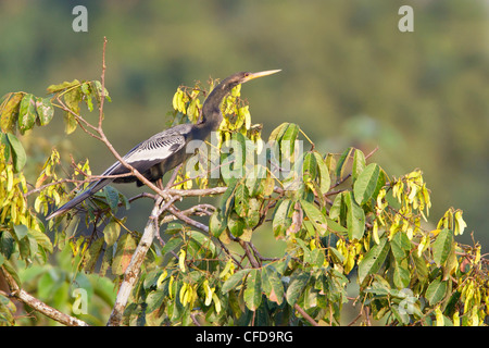 Anhinga (Anhinga anhinga) appollaiato su un ramo in Ecuador. Foto Stock