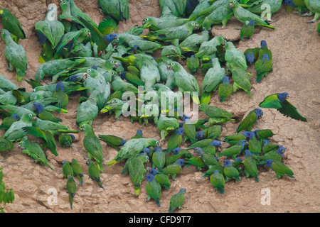 A testa azzurra Parrot (Pionus menstruus) alimentazione in corrispondenza di una argilla leccare amazzonica in Ecuador. Foto Stock