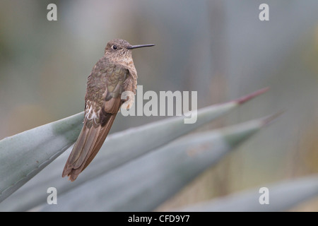 Hummingbird gigante (Patagona gigas) appollaiata su una pianta di agave in Ecuador. Foto Stock