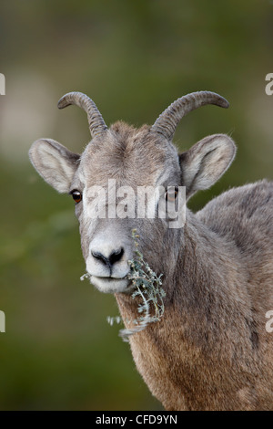 Bighorn (Ovis canadensis) pecora mangiare, il Parco Nazionale di Jasper, Alberta, Canada, Foto Stock