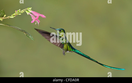 Long-tailed Sylph (Aglaiocercus kingi) volare mentre alimentando ad un fiore in Ecuador. Foto Stock