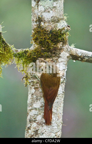 Woodcreeper montane (Lepidocolaptes lacrymiger) appollaiato su un ramo in Ecuador. Foto Stock