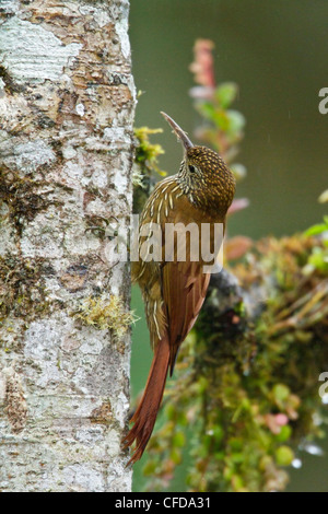 Woodcreeper montane (Lepidocolaptes lacrymiger) appollaiato su un ramo in Ecuador. Foto Stock