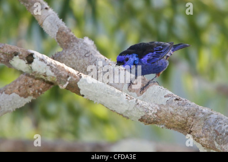 Opal-rumped Tanager (Tangara velia) appollaiato su un ramo in Ecuador. Foto Stock