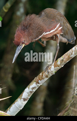 Rufescent Tiger-Heron (Tigrisoma lineatum) appollaiato su un ramo in Ecuador. Foto Stock