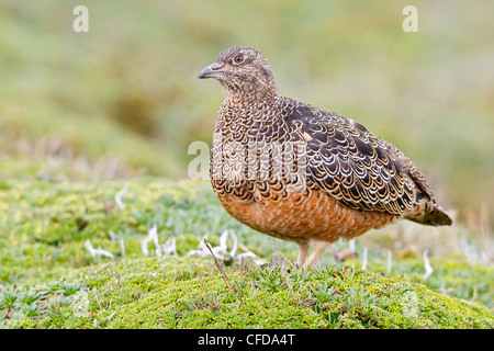 Rufous-panciuto Seedsnipe (Attagis gayi) alimentazione sulle sementi negli altopiani del Ecuador. Foto Stock