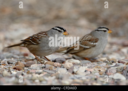 Due bianco-incoronato sparrow (Zonotrichia leucophrys), Caballo lago del Parco Statale, Nuovo Messico, Stati Uniti d'America, Foto Stock