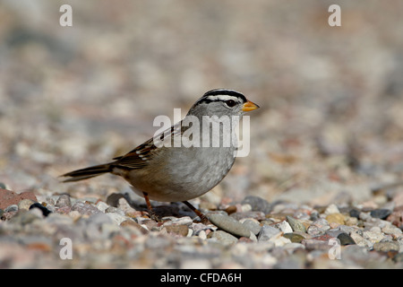 Bianco-incoronato sparrow (Zonotrichia leucophrys), Caballo lago del Parco Statale, Nuovo Messico, Stati Uniti d'America, Foto Stock