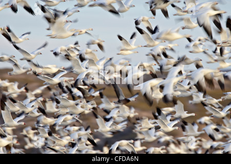 Snow goose (Chen caerulescens) gregge in volo, Bosque del Apache National Wildlife Refuge, nuovo Messico, Stati Uniti d'America Foto Stock